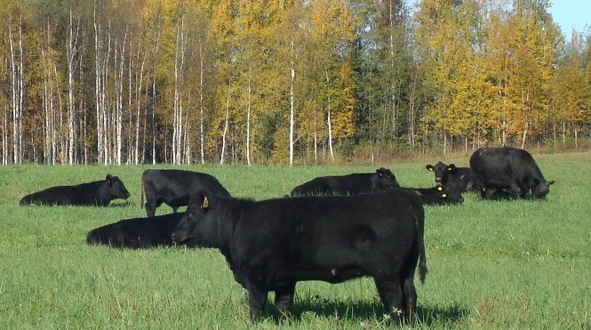 laitumella